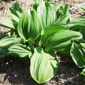 {바농}바른농산물,도라지,더덕,도라지청,명이나물,곰취,칡청,오미자청